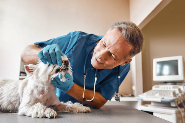 Best Emergency Dental Care for Broken or Chipped Teeth in Northwood, OH